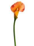 Two Tone Orange