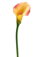Pink Yellow