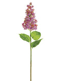 Two Tone Orchid