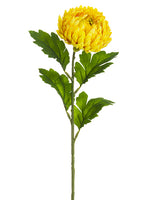 Two Tone Yellow
