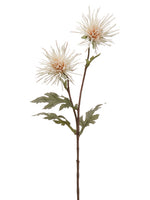 28.5" Verona Spider Mum Spray x2 Beige (pack of 12)