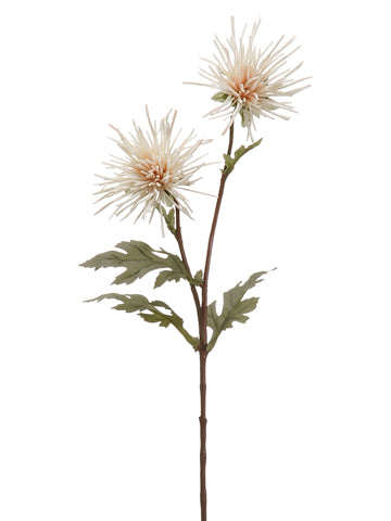 28.5" Verona Spider Mum Spray x2 Beige (pack of 12)