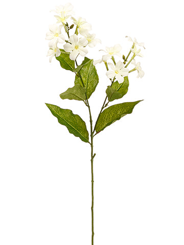 27" Nicotiana Spray  White (pack of 12)