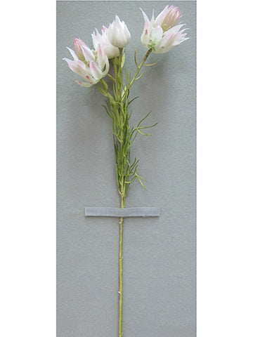 22" Nigella Spray  Cream Pink (pack of 12)
