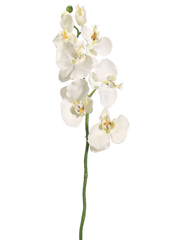 29" Medium Phalaenopsis Orchid Spray Cream (pack of 12)