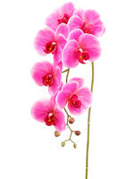 Orchid