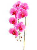 Orchid