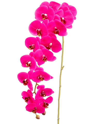 Orchid