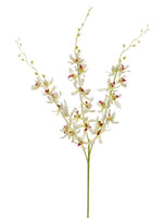 Cream Orchid