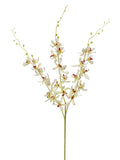 Cream Orchid