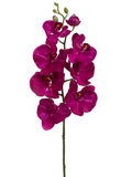 Orchid