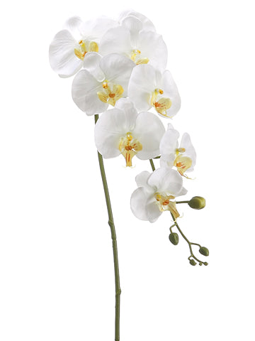 Cream Yellow