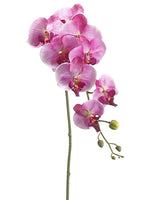 Orchid Violet
