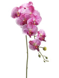 Orchid Violet