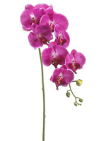 Two Tone Violet