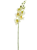 Cream Yellow