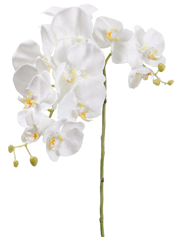 34" Phalaenopsis Orchid Spray  Cream (pack of 12)