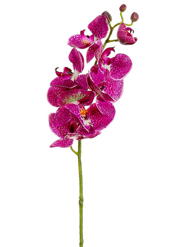 Orchid Cream