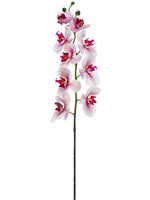 Pink Rubrum