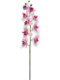 Pink Rubrum