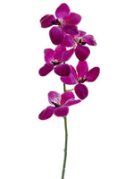 Orchid