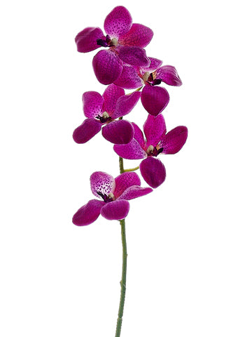 Orchid