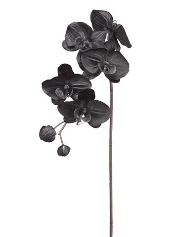 29" Phalaenopsis Orchid Spray With 5 Flower And 2 Buds Black (pack of 12)