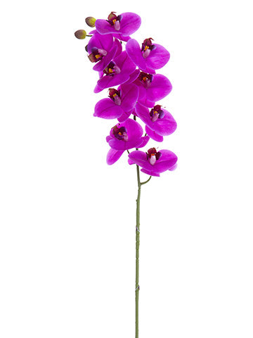 Orchid