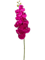 Orchid