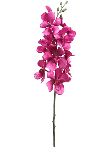 Orchid