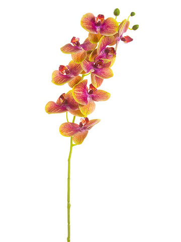 30" Phalaenopsis Orchid Spray  Rubrun Green (pack of 12)