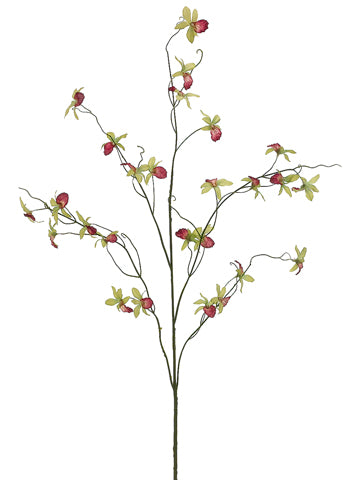 34" Mini Cymbidium Orchid Spray Green Cerise (pack of 12)