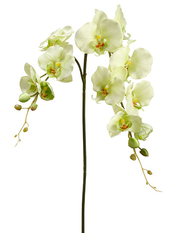 42" Phalaenopsis Orchid Spray  Lime (pack of 12)