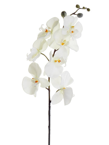 32" Phalaenopsis Orchid Spray  Cream White (pack of 12)