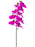 Orchid