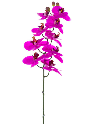 Orchid