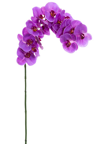 Orchid