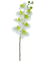 Cream Greem