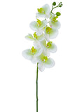 Cream Greem