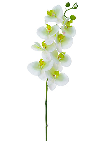 Cream Greem