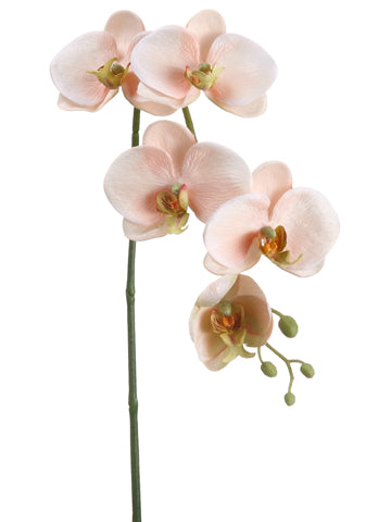 26" Phalaenopsis Orchid Spray  Peach Cream (pack of 12)