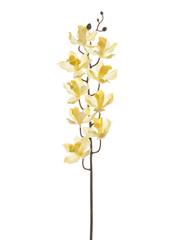30"D/S Cymbidium Orchid Spray W.br Stem Cream (pack of 12)