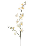 Cream Yellow