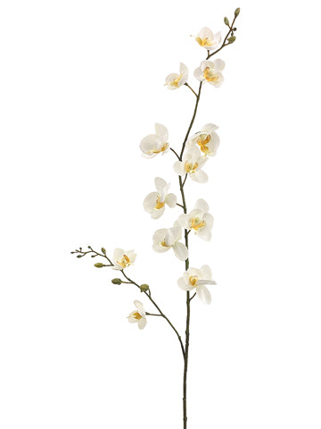 Cream Yellow