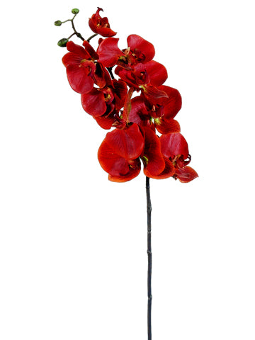 29" Phalaenopsis Orchid Spray  Brick (pack of 12)