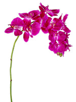 Orchid