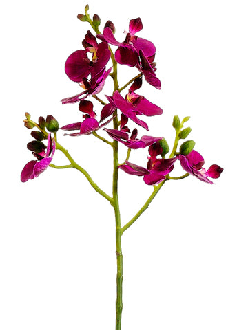 Two Tone Orchid