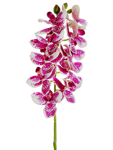 Cream Orchid