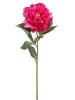 Rubrum