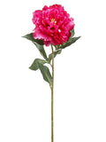 Rubrum